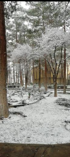 عکس بوستان بلال