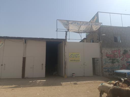 عکس دامداری برادران روحانی 