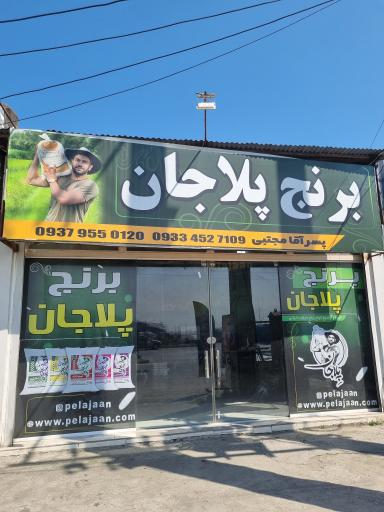 عکس برنج پلاجان