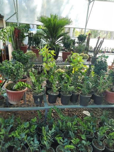 عکس نمایشگاه گل و گیاه مرجان