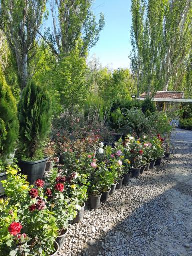 عکس نمایشگاه گل و گیاه مرجان