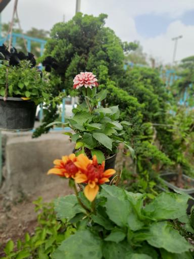 عکس نمایشگاه گل و گیاه مرجان