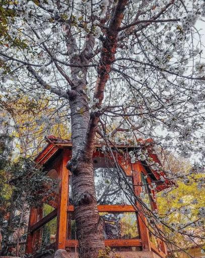 عکس رستوران مجلل معین درباری