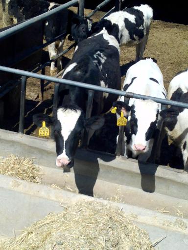 عکس گاوداري نمازیان