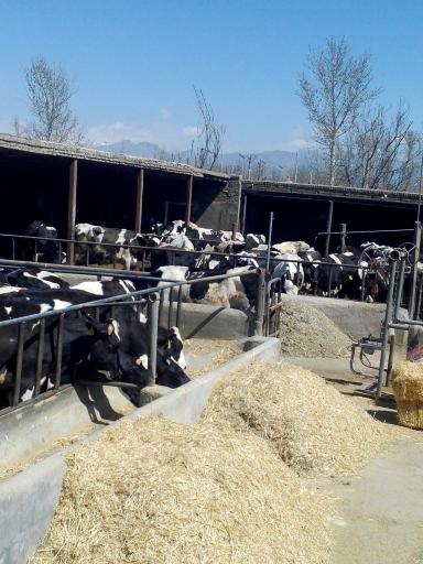 عکس گاوداري نمازیان