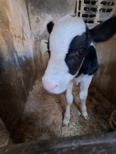 عکس گاوداري نمازیان