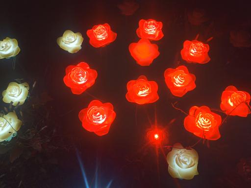 عکس باغ گل رز(باغ نوری)