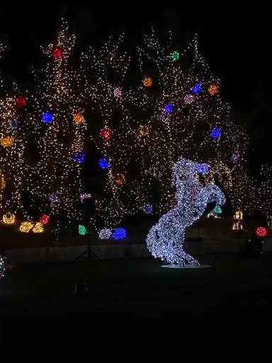 عکس باغ گل رز(باغ نوری)