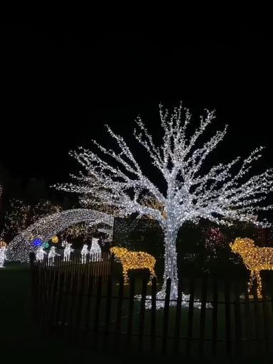 عکس باغ گل رز(باغ نوری)