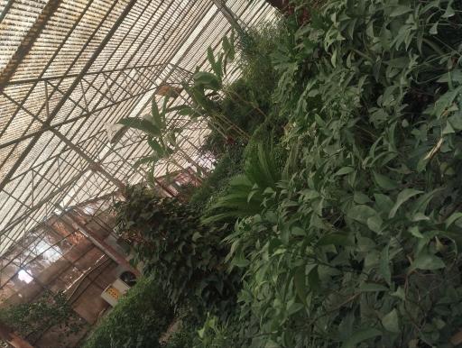 عکس باغ گل رز(باغ نوری)