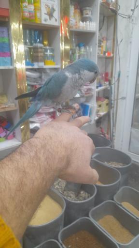 پرنده سرای دنیای پرنده