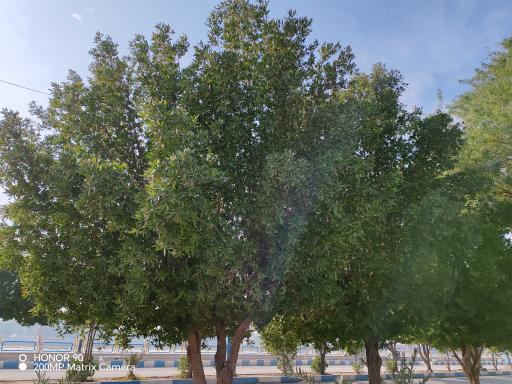 عکس پارک یاداوران شلمچه