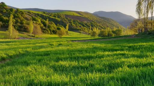 عکس جنگل نام نیک شاهرود