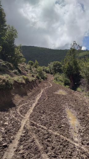 عکس جنگل نام نیک شاهرود