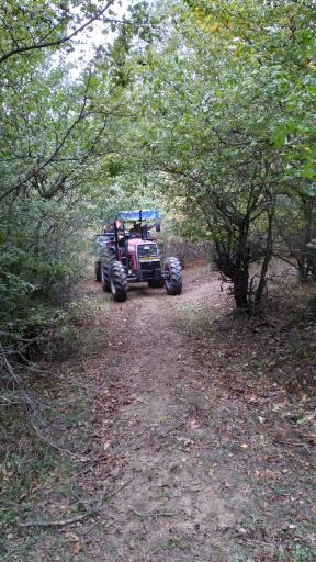 عکس جنگل نام نیک شاهرود