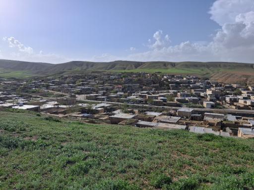 عکس یکه توت