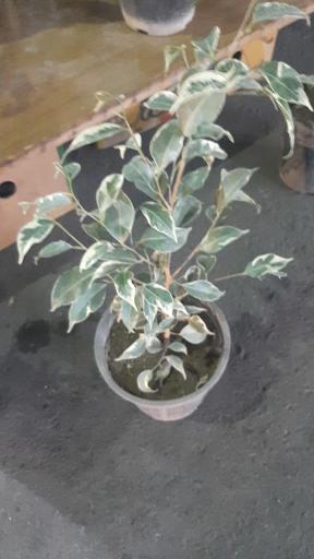 عکس گل فروشی لوتوس گاردن
