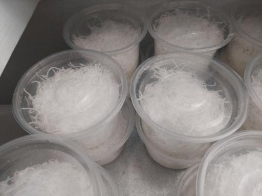 عکس بستنی سنتی شورورزی