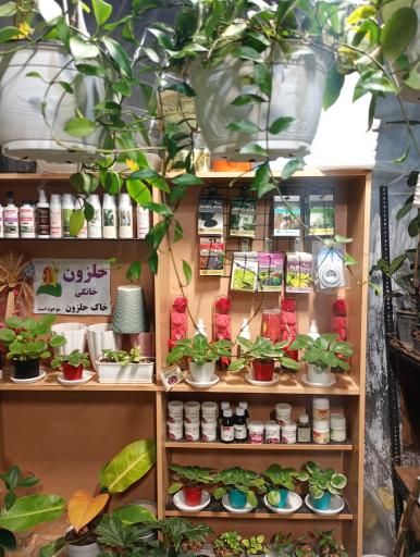عکس گل فروشی لوتوس گاردن