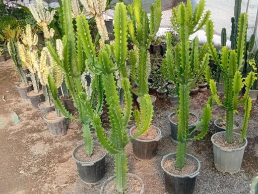 عکس گلخانه گلینو