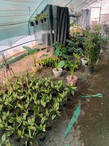 عکس گلخانه گلینو