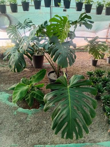 عکس گلخانه گلینو