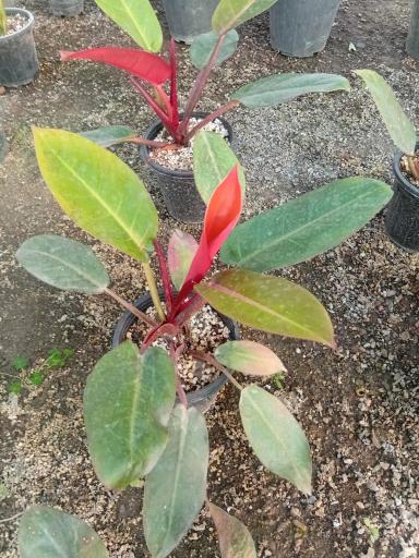 عکس گلخانه گلینو