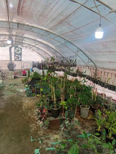 عکس گلخانه گلینو