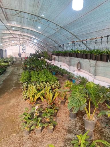 عکس گلخانه گلینو