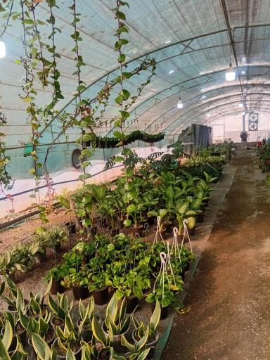 عکس گلخانه گلینو