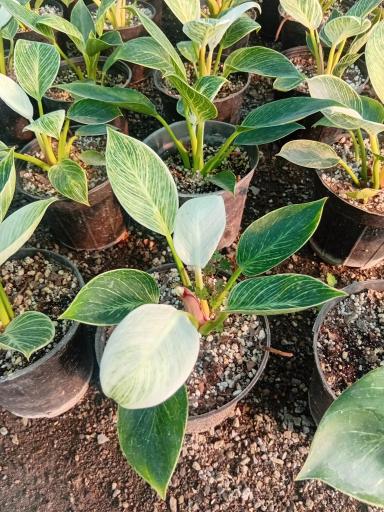 عکس گلخانه گلینو