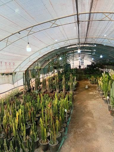 عکس گلخانه گلینو