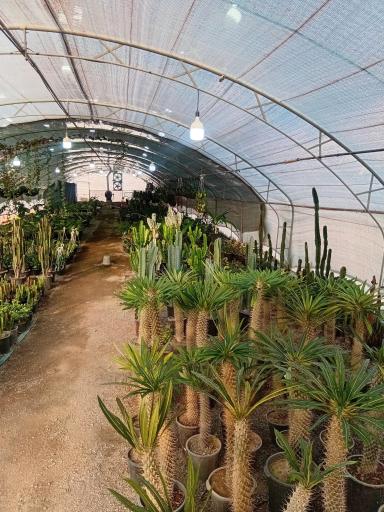 عکس گلخانه گلینو