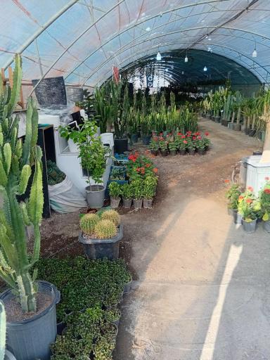 عکس گلخانه گلینو