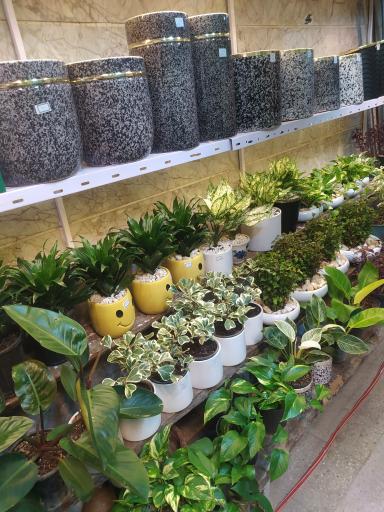 عکس گل فروشی مزرعه آبشار طلا