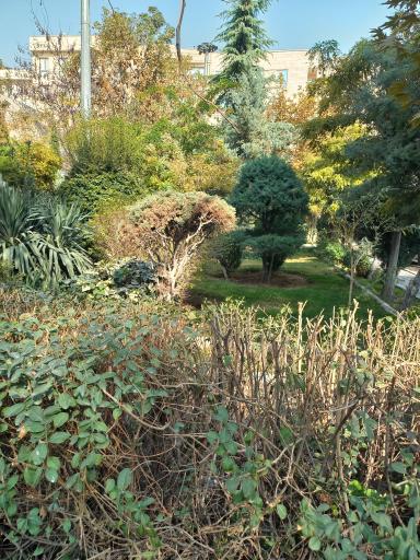 عکس بوستان همیشه بهار