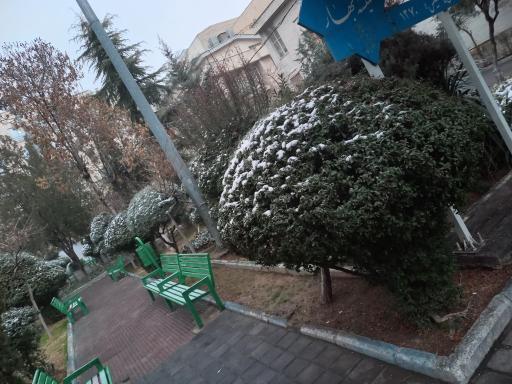 عکس بوستان همیشه بهار