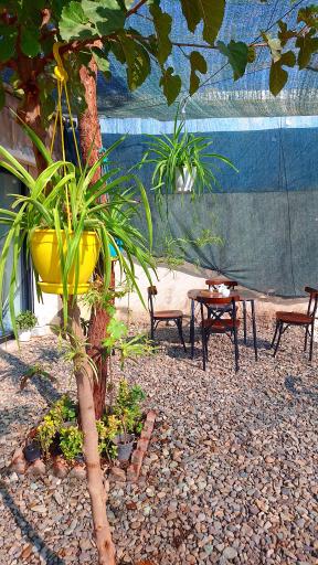 عکس کترینگ گندم