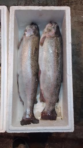 عکس محصولات دریایی فوکاچی