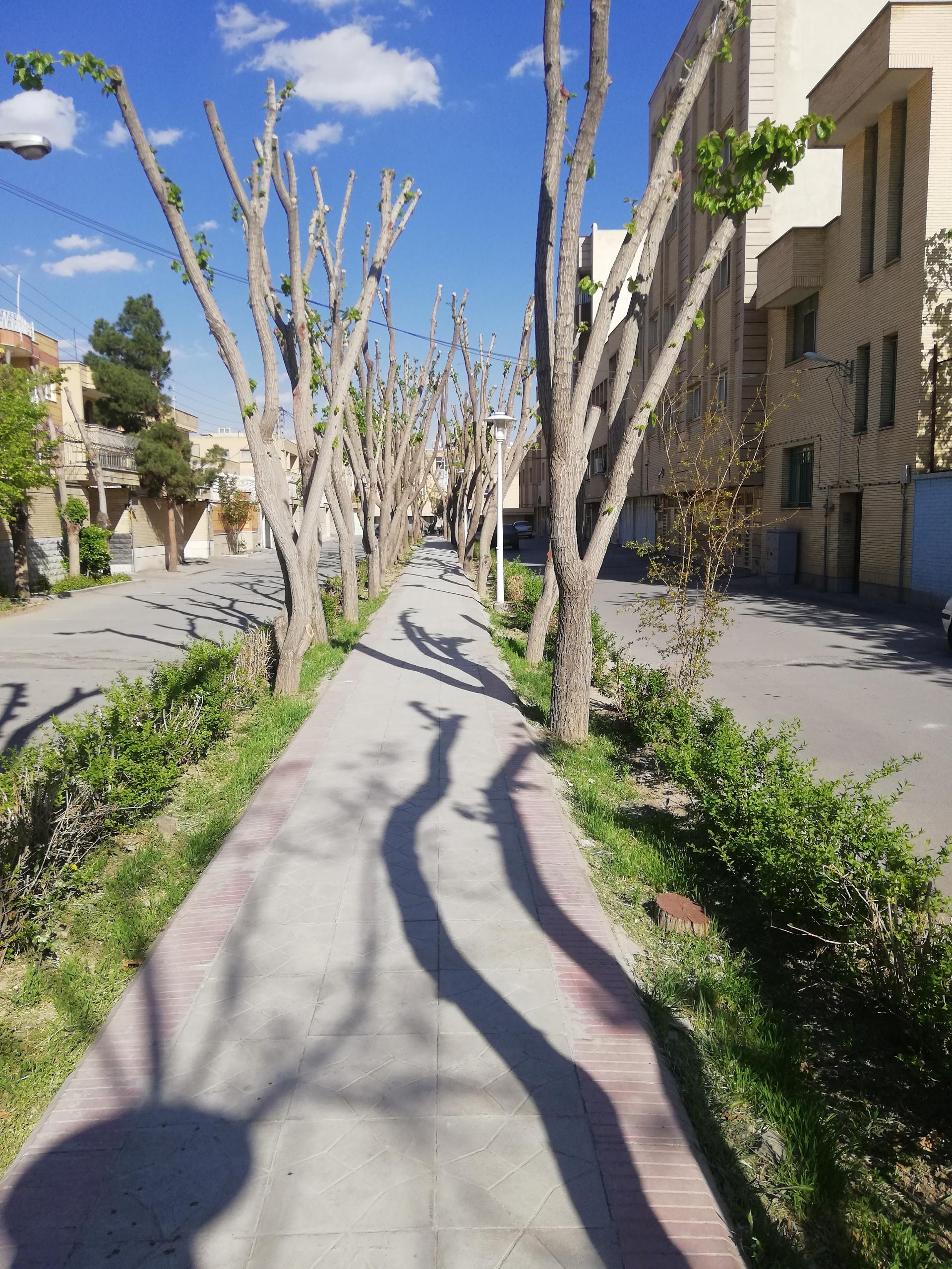 عکس فضای سبز