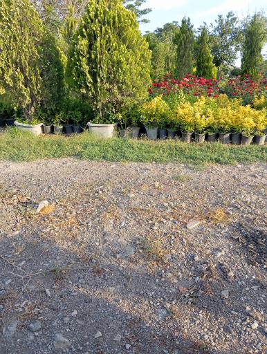 عکس گلخانه کریمی