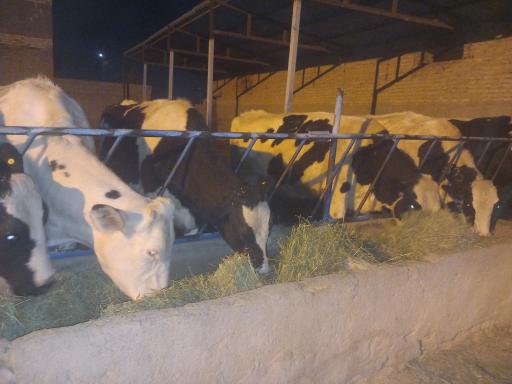 عکس دامداری عبدی 