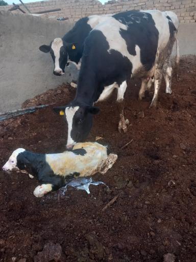 عکس دامداری عبدی 