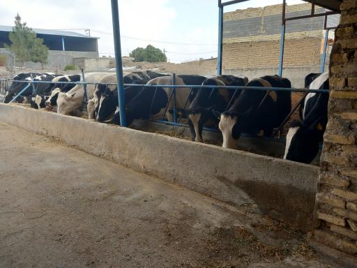 عکس دامداری عبدی 