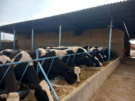 عکس دامداری عبدی 