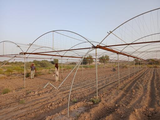 عکس گلخانه محمدپیراهی