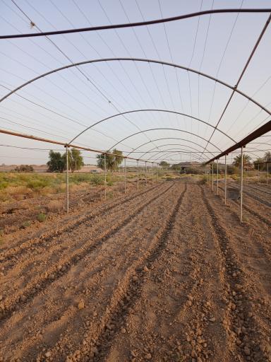 عکس گلخانه محمدپیراهی