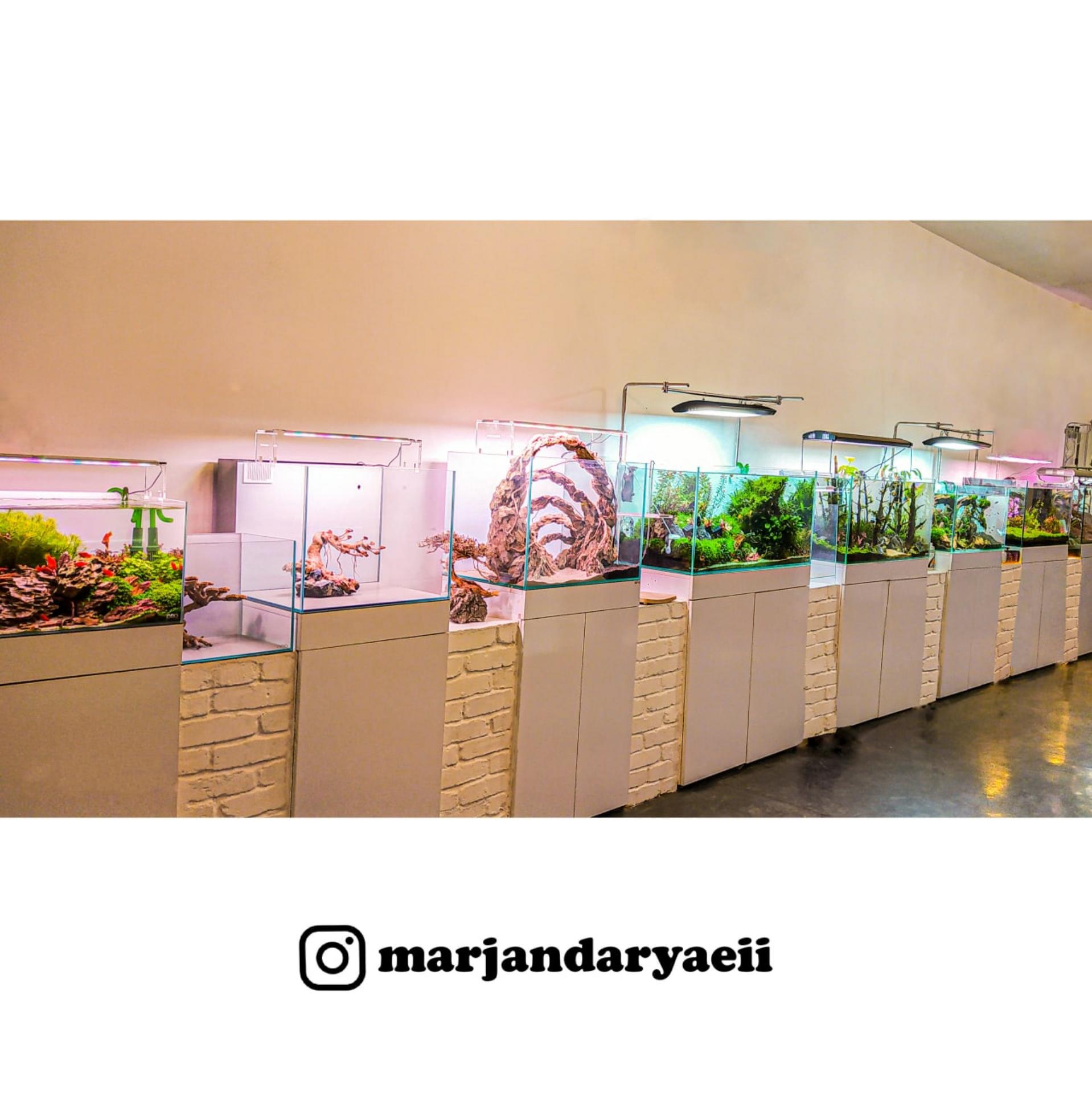 عکس آکواریوم مرجان دریایی