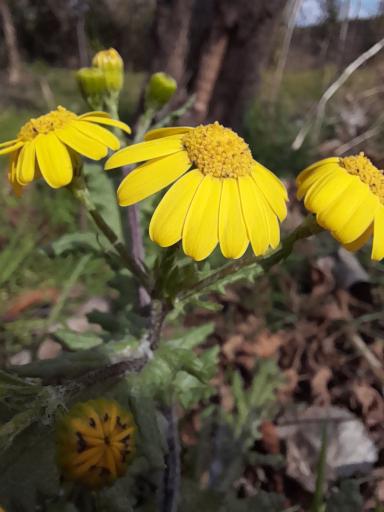 عکس باغ مهرجو