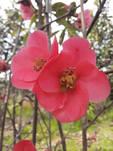 عکس باغ مهرجو